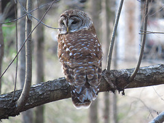 Barred owl (Strix varia) again