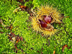 Sweet Chestnuts........(2)