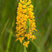 Gymnadeniopsis integra (Yellow fringless orchid) with Peucetia viridans (Green Lynx Spider)