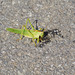 Gemeine Sichelschrecke (Phaneroptera falcata) beim Verzehren einer Frucht II