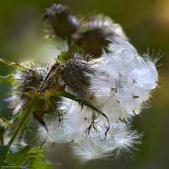 Three from the forest:                                                                                             Thistledown ready to fly