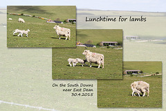 Lunchtime for lambs - East Dean - Sussex - 30.4.2015