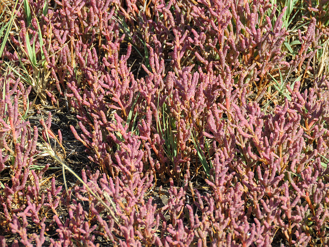 Glasswort / Salicornia bigelovii