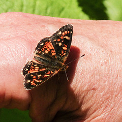 Checkerspot sp.