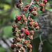 Zarzamora, Rubus Fruticosus/ ROSACEAE