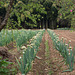 Field of green onion