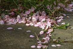 Fallen Blossom