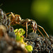 Die Ameisen beschützen die schwarzen Blattläuse :))  The ants protect the black aphids :))  The ants protect the black aphids :))