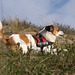 Jack Russell Terrier Clifford DSC09514