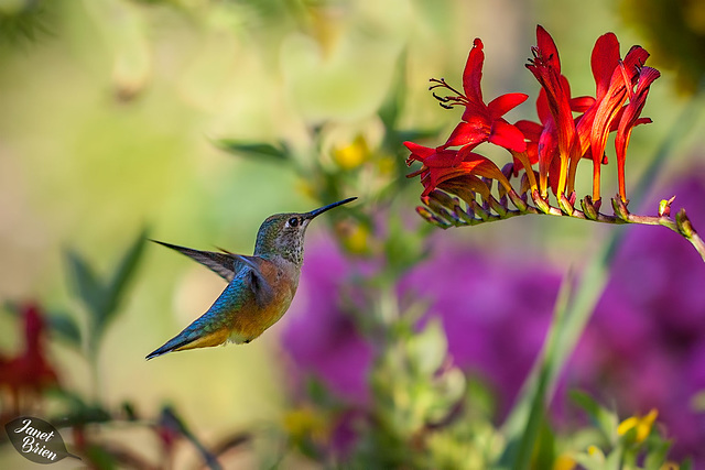 Victoria's Butchart Gardens, Part 4: Hummingbirds and More! (+10 insets)