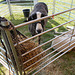 STTES[23] - black sheep {2 of 2} (petting 2 of 5)