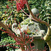 Red in Kyoto Garden
