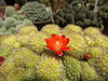 Huntington Gardens Cactus Flower (0238)