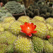 Huntington Gardens Cactus Flower (0238)