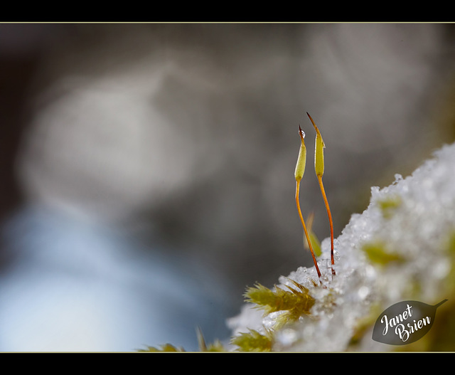 7/366: A Pair of Sporophytes in the Snow