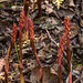 Corallorhiza maculata (Spotted Coralroot orchid) in bud