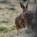 Hares Too Near The Fence