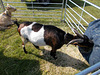 STTES[23] - goat with handlebars (petting 3 of 5)
