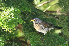 The Fieldfare back for more