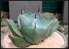 Agave parryi (1)