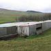 Cattle sheds