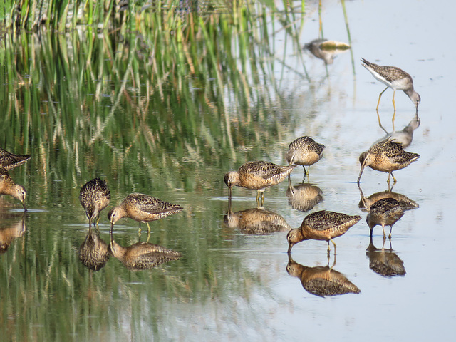 Long-billed Dowitchers (and a Yellowlegs)