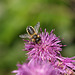 Wool Carder Bee (Anthidium manicatum)