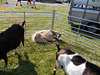 STTES[23] - three goats (petting 4 of 5)