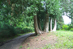 Im Arboretum Trostjanez
