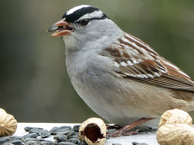 Day 9, White-crowned Sparrow, Tadoussac