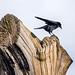 A crow on the remains of a favourite tree
