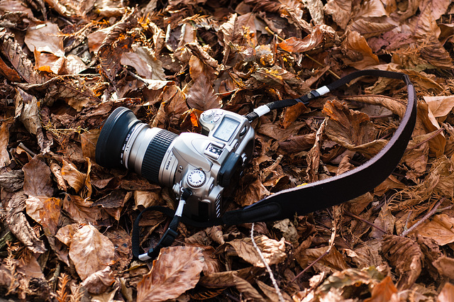 An Autumn Camera