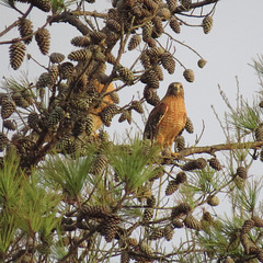 Cooper's hawks in a pine tree