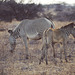 Grevy's Zebra and foal