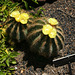 Huntington Gardens Cactus (5197)