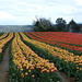 ...entre Lurs et Forcalquier ,ces beaux champs de tulipes...