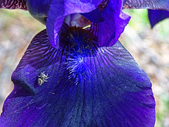 Purple Iris with Jumping Spider