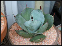 Agave parryi (2)