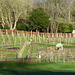 Painswick Rococo Garden (30) - 19 January 2020