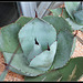 Agave parryi (3)
