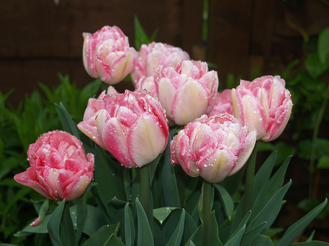 More wet tulips