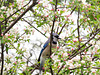 Blue Jay in the Apple Tree