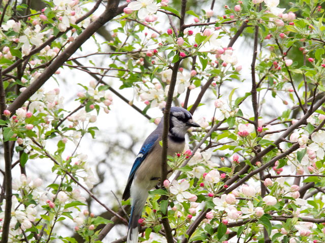Blue Jay in the Apple Tree