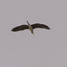 Grey Heron Flyover