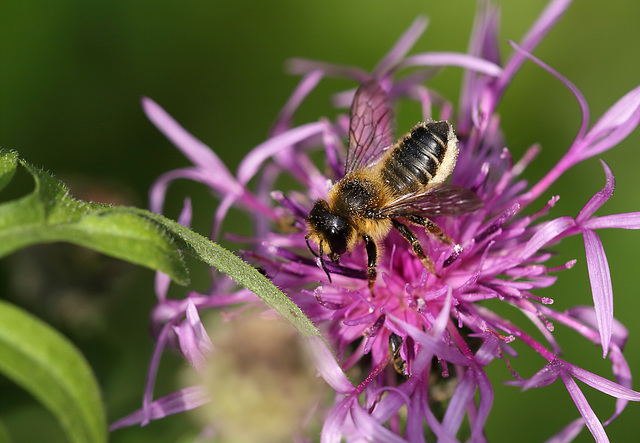 Wool Carder Bee (Anthidium manicatum)