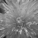 Monochrome dandelion