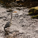 Grey Heron In The Brook