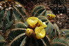 Huntington Gardens Cactus (5196)