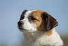 Jack Russell Terrier Clifford DSC09508