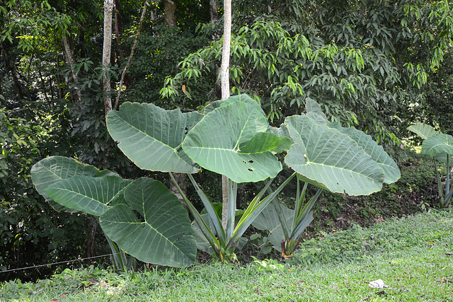 Mexico, Palenque, Huge Leaves in the Archaeological Park